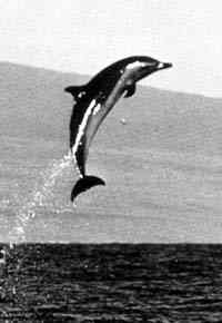 Flipper